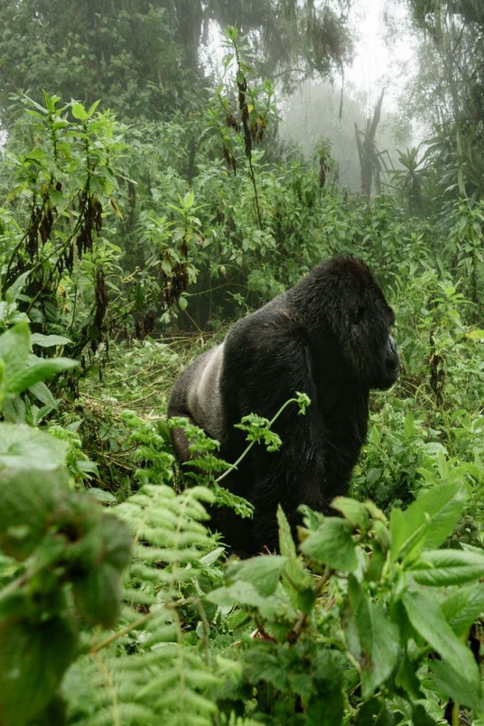 Gorilla in the Wildlife Safari Adventure with Kairi Travels