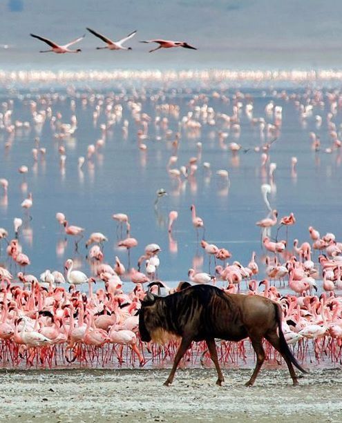 The Best East Africa Services and Safaris. 2026 5 Flamingoes and wildebeest