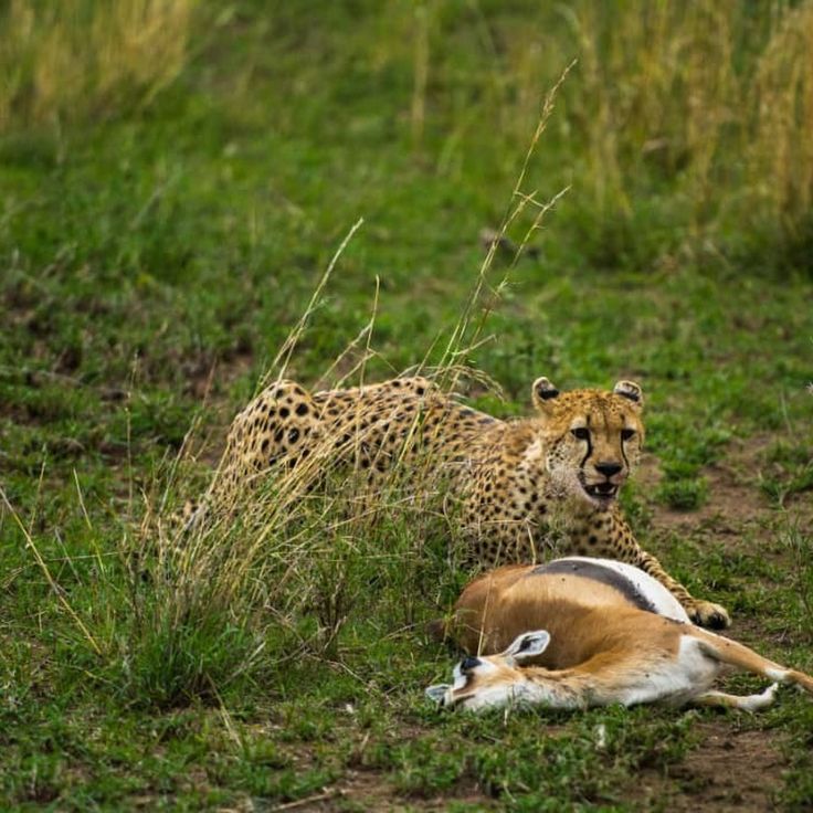 Leopard hunting