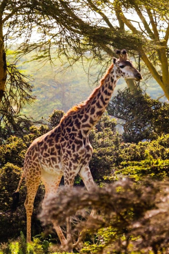 The Best 5-Days Masai Mara Hell’s Gate Ultimate Safari 3 lake Nakuru/ Mara trip with Kairi travels