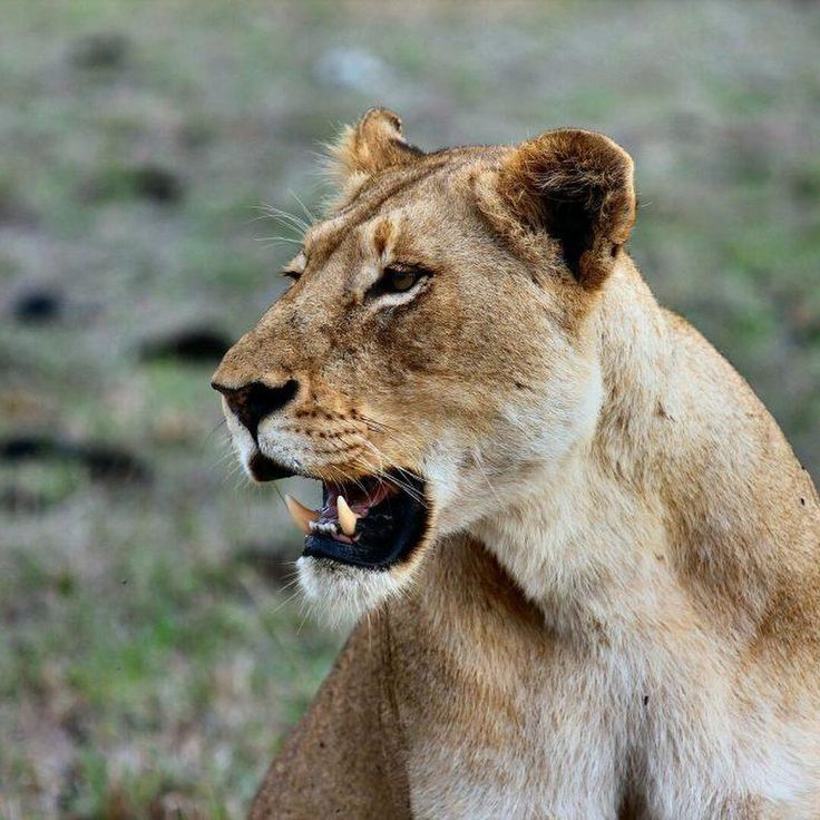 Wildlife Safari Adventure at the Wonders of Masai Mara with kairi travels 
