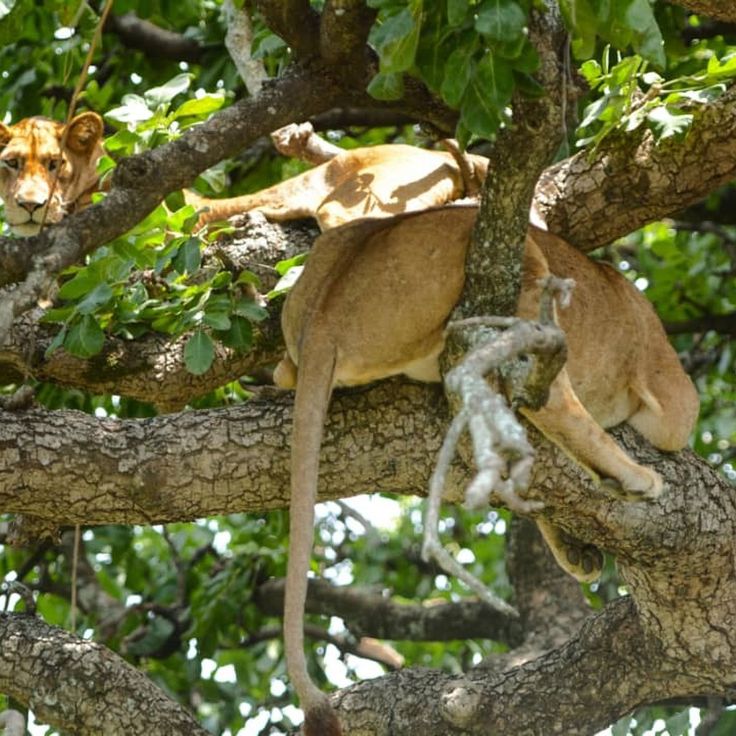 Lion at the 7-Day Masai Mara Mombasa Safari