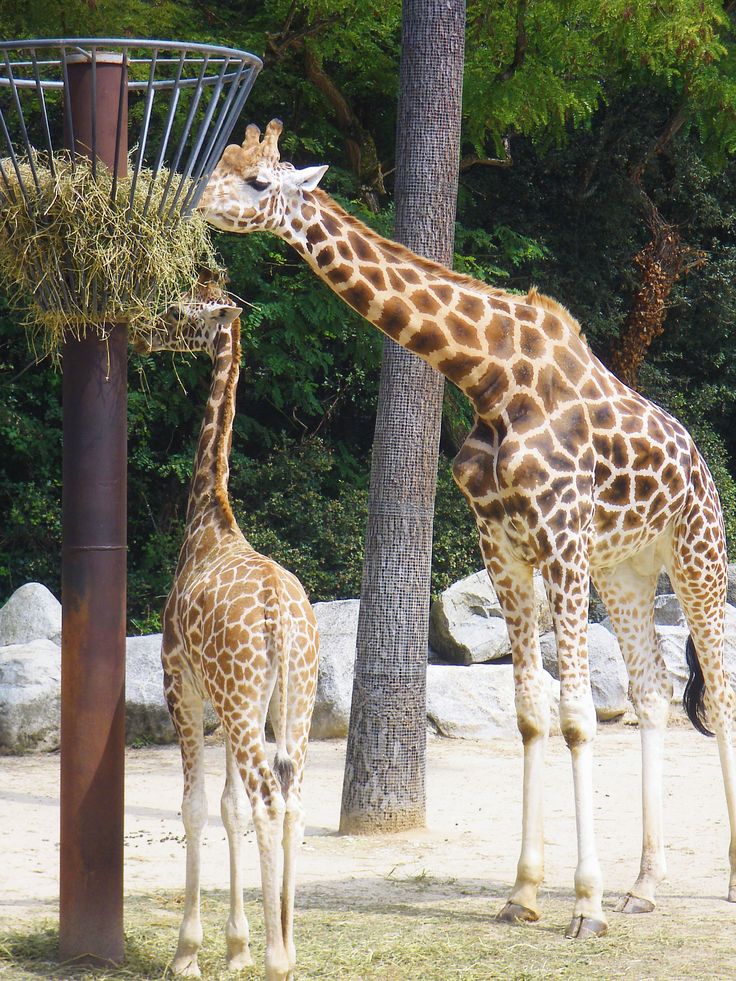 Wildlife Safari Adventure