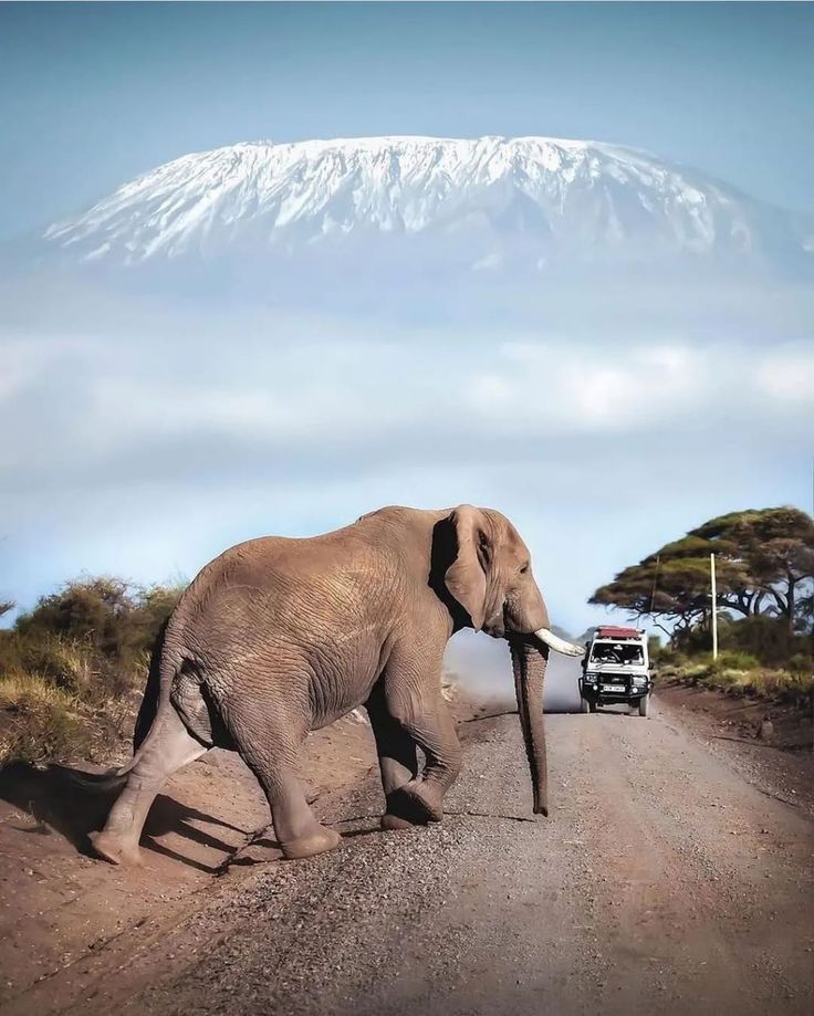 a drive at the amboseli park at the 3-Day Masai Mara to Amboseli Safari with kairi travels