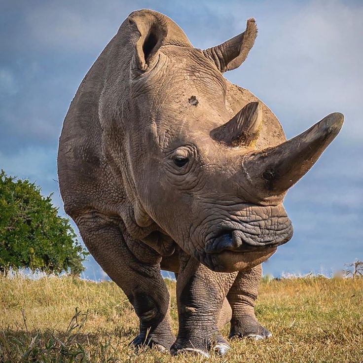 4-Day Kenya Mara Nakuru Fly-in Safari | Kenya Multi-Park Adventure 5 White rhino in Lake Nakuru National Park