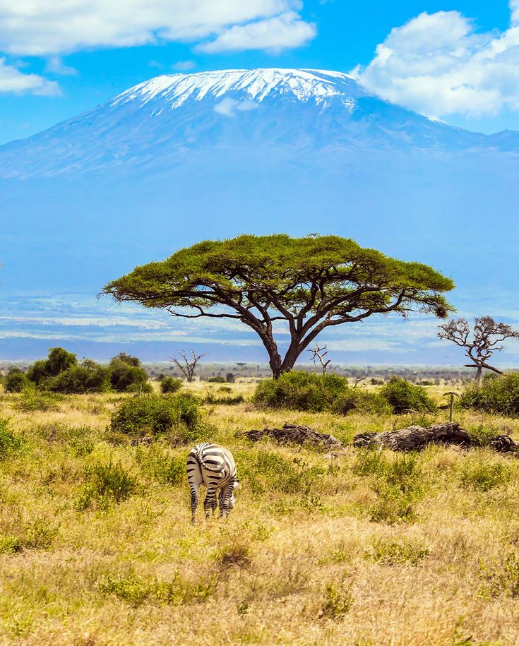 budget safari Kenya family safari packages kenya
