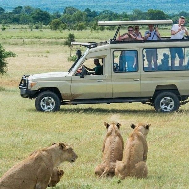Wildlfe in the game drive