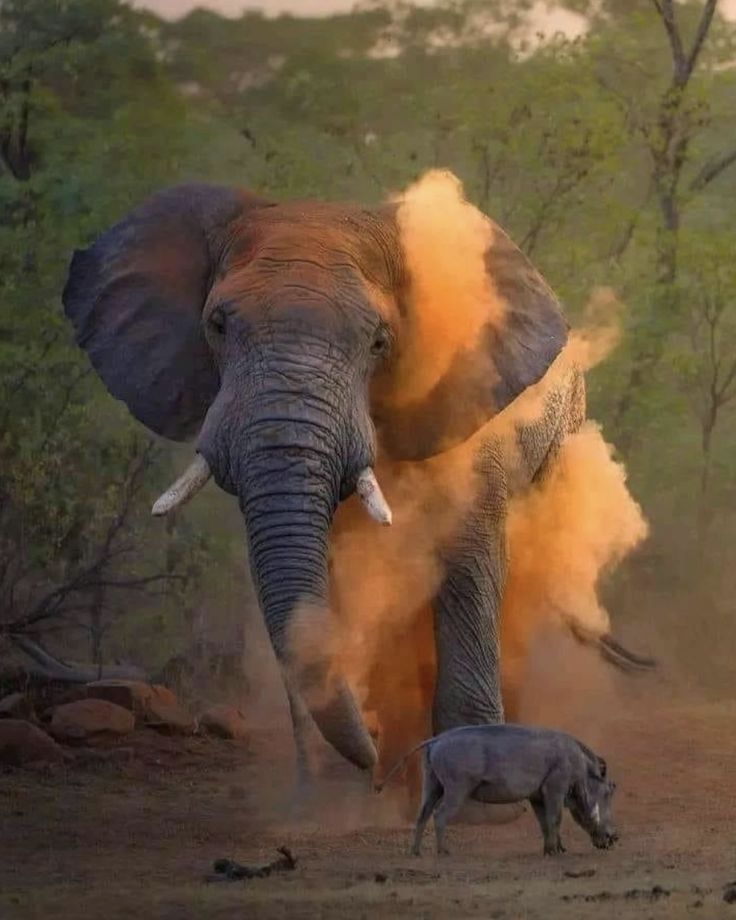 	Red elephant in Tsavo East National Park