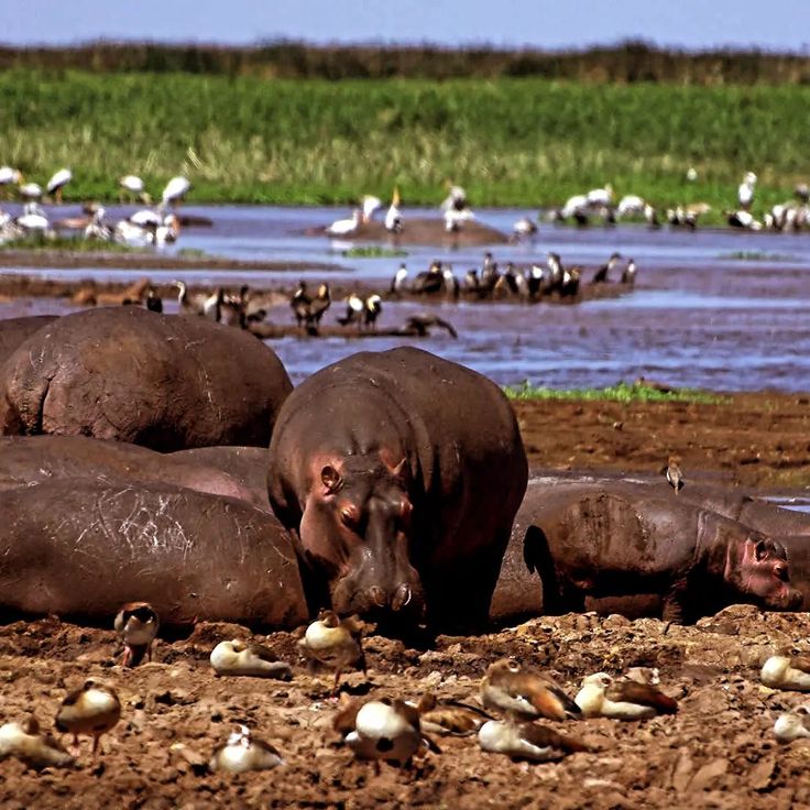  Hippos at the Lake Nakuru National Park Tour