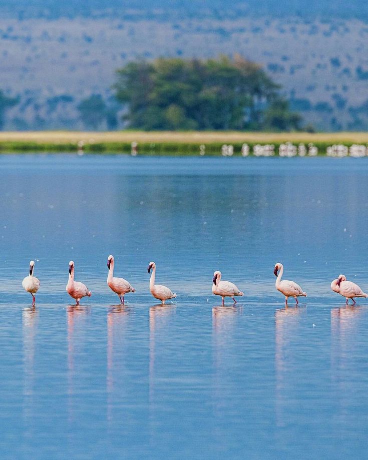 flamingos-wading-in-line-lake-manyara-nationale during the 5-Days Ngorongoro and Lake Manyara Safari