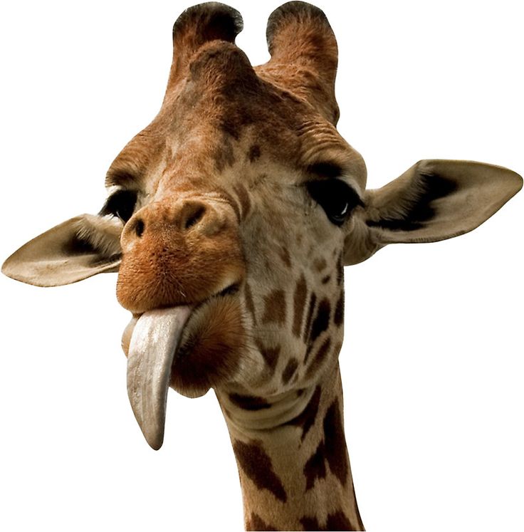 Reticulated giraffe in Samburu National Reserve