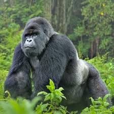 Gorilla trekking at the Best 3-Day Safari Bwindi Impenetrable National Park