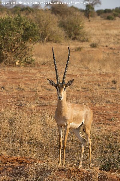 Grant's Gazelle at Wildlife Safari Adventure with Kairi Travels