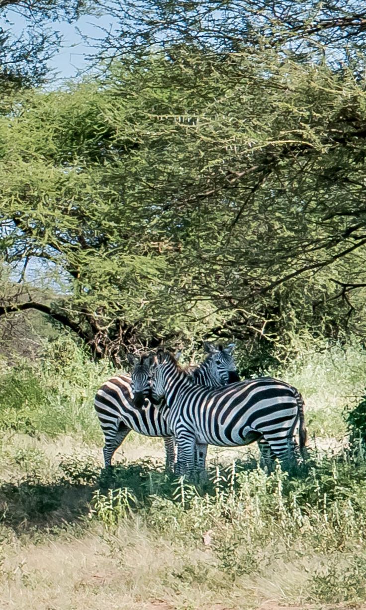 Wildlife Safari Adventure