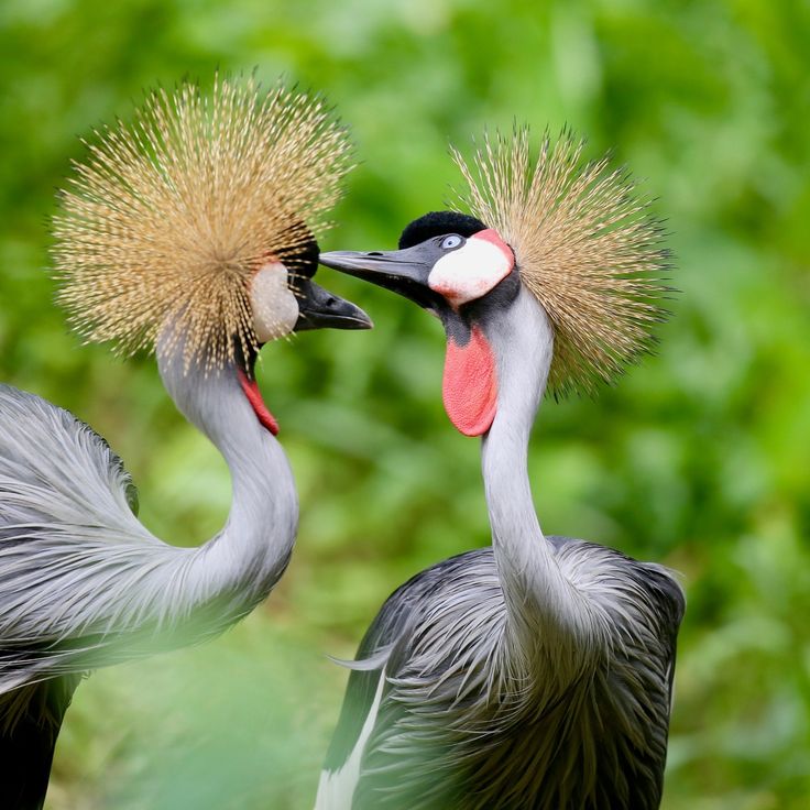 Birdwatching Safari