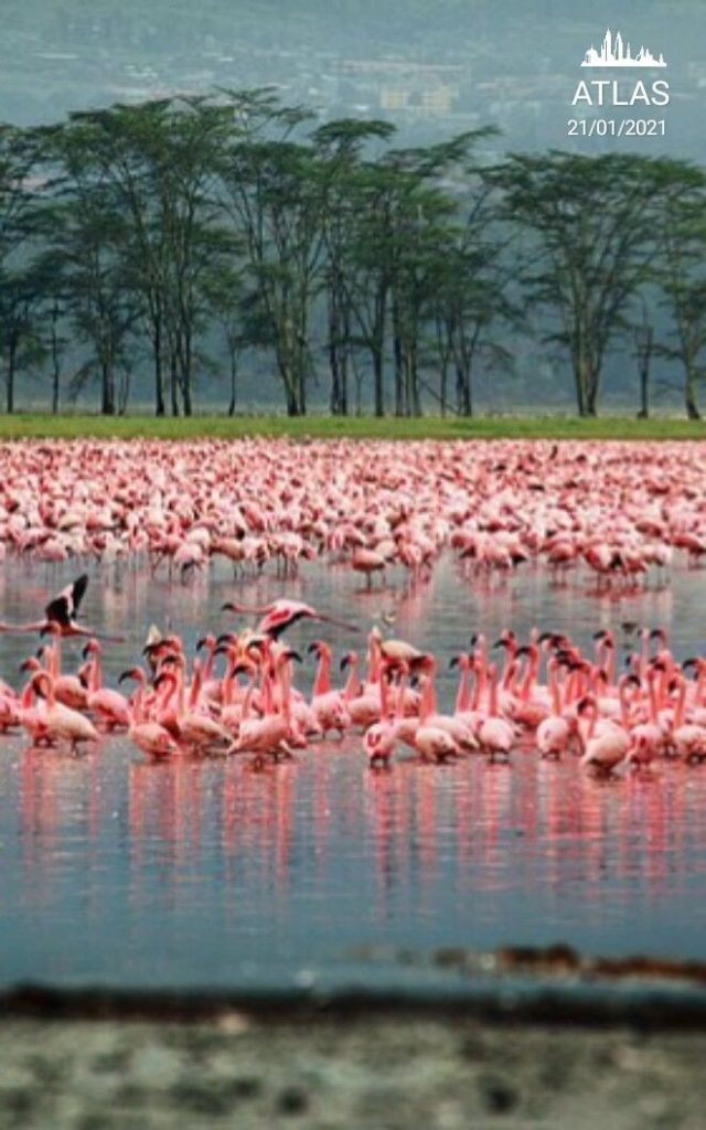 The Best 5-Days Masai Mara Amboseli Ultimate Safari 5 Lake Nakuru National Park with Kairitravels
