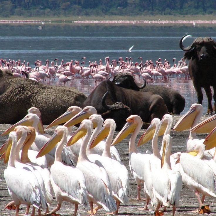 MesmeriIng bird's view at the Lake Nakuru National Park Tour