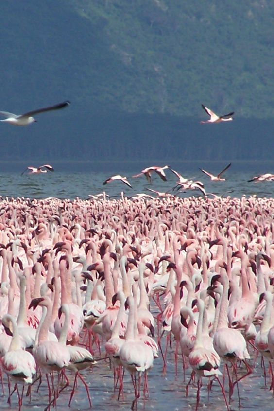 Birdwatching Safari