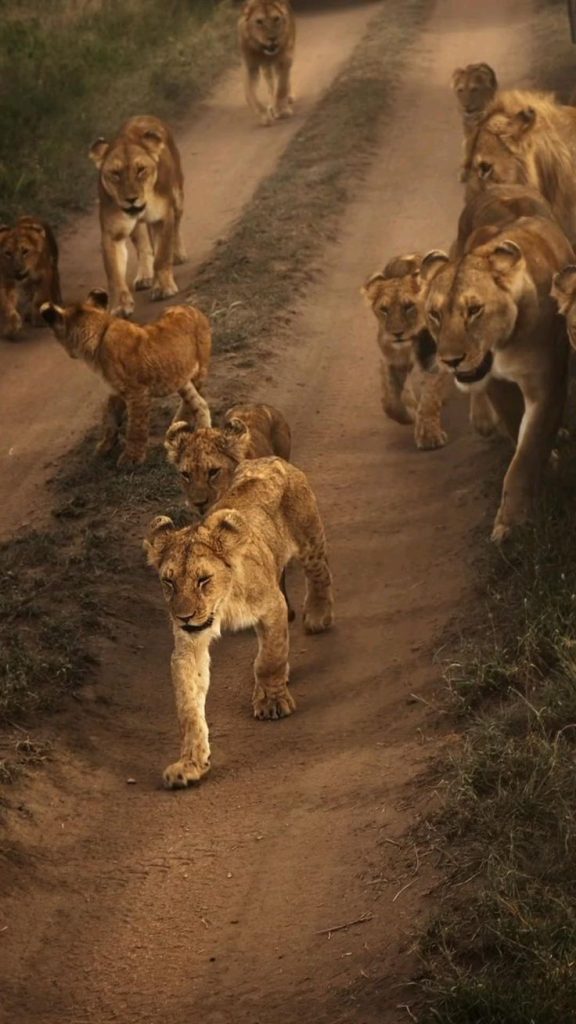 Lion in Ngorongoro Crater during Tanzania safari