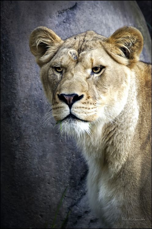 Wildlife Safari Adventure