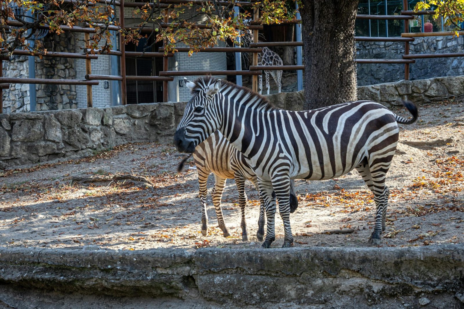Wildlife Safari Adventure