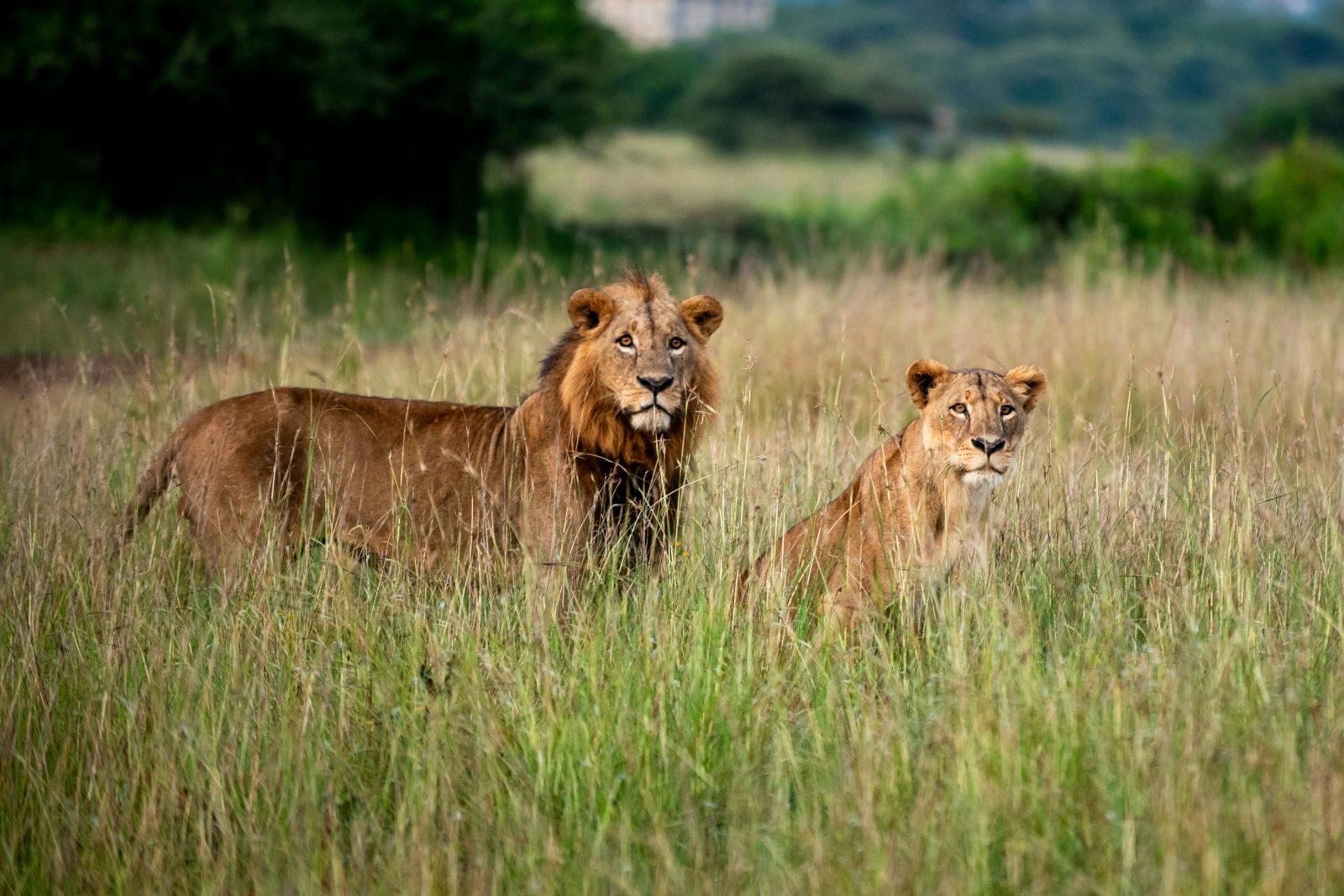 Lions in the Wildlife Safari Adventure