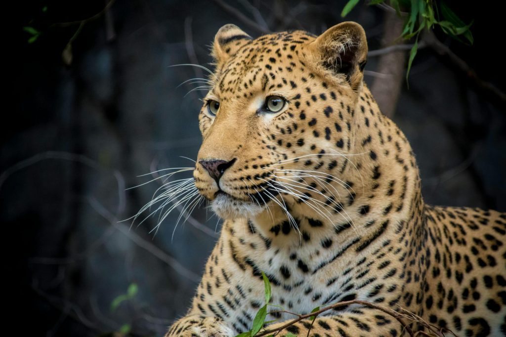 2-Days Best Tsavo West Safari | Tsavo East 1 Wildlife Safari Adventure