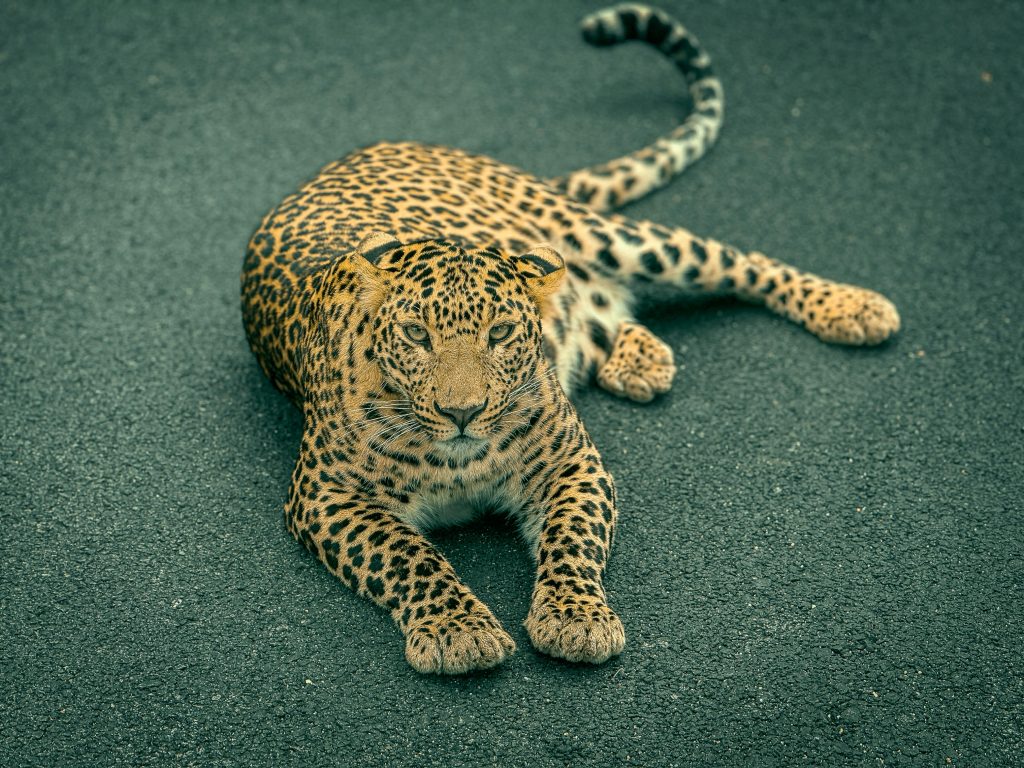 Best 7-Days Safari Tarangire Ngorongoro 1 a photo-view of a cheetah at the 7-Day Safari Tarangire Ngorongoro