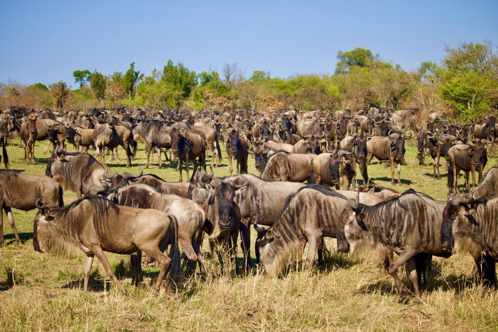 The Great Migration Safari