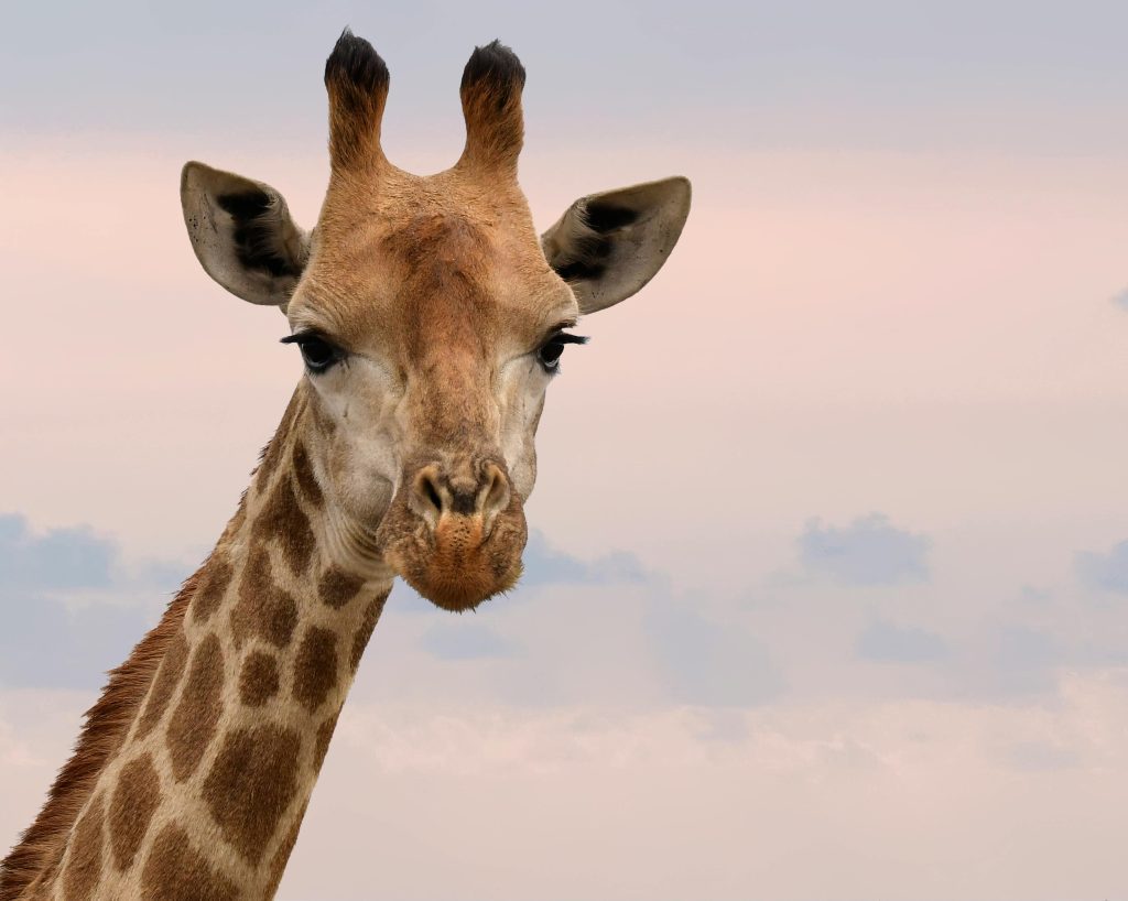 Giraffe Headshot
