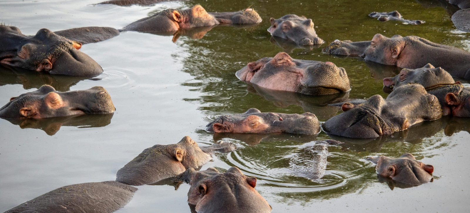 Hippos at the 	fly-in Masai Mara safari from Mombasa