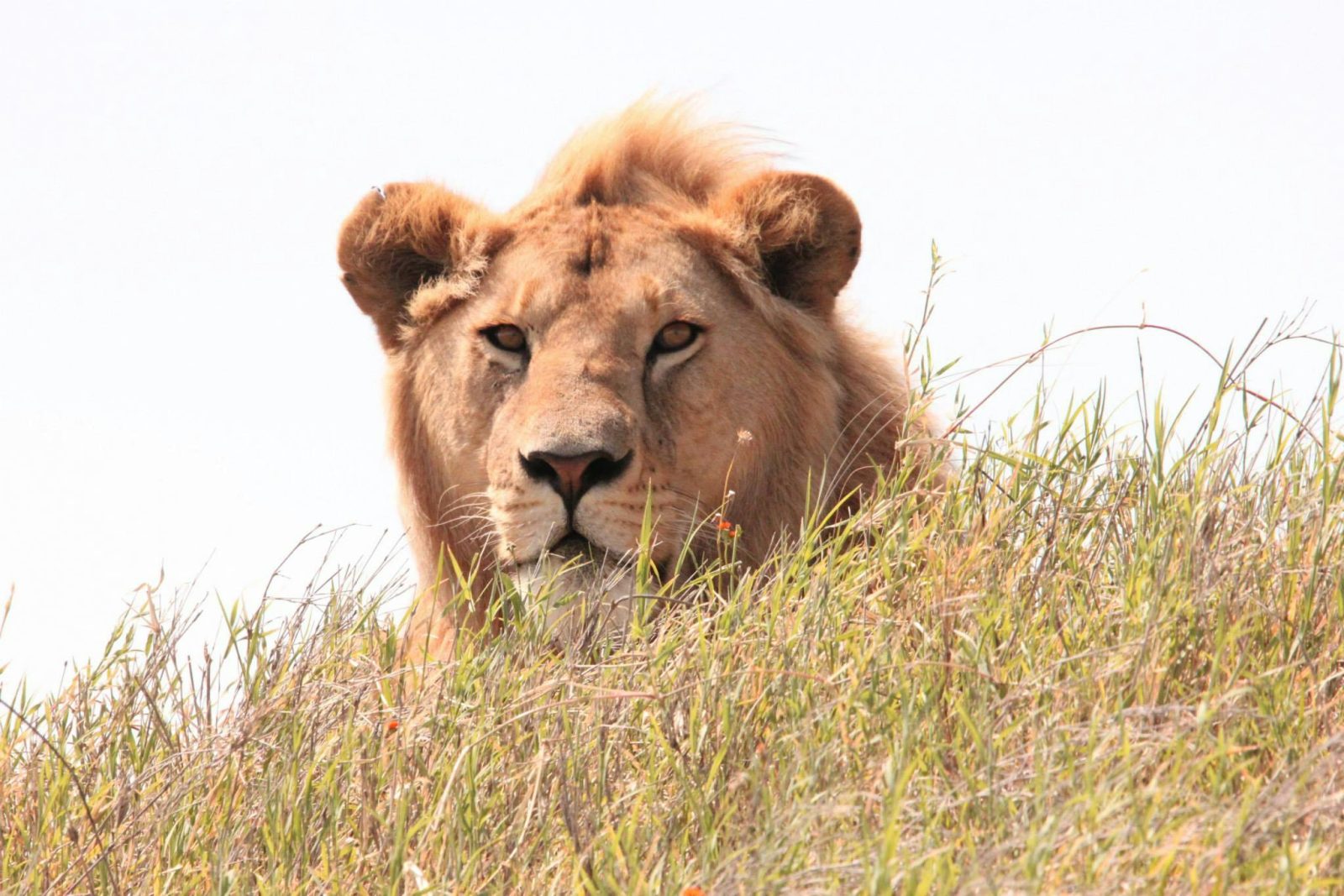 Lion Close-up at the game drive during Wildlife Safari Adventure