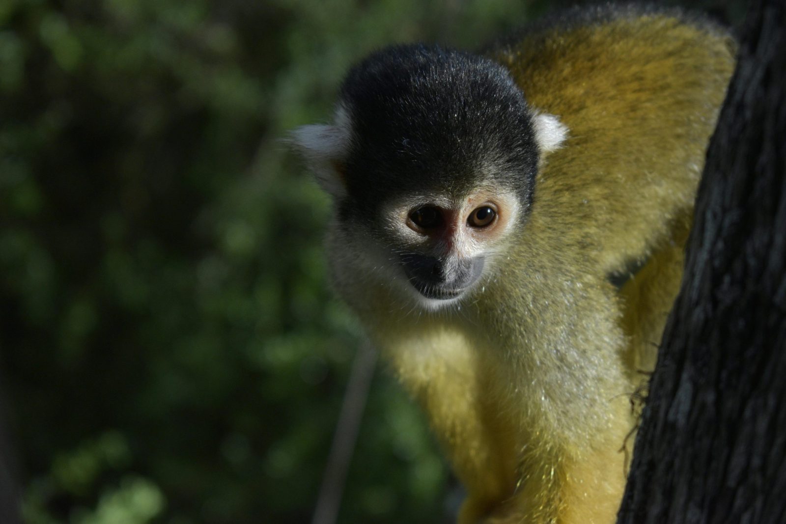 Wildlife Safari Adventure