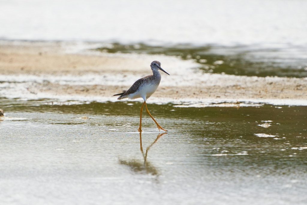 Birds in the wild
