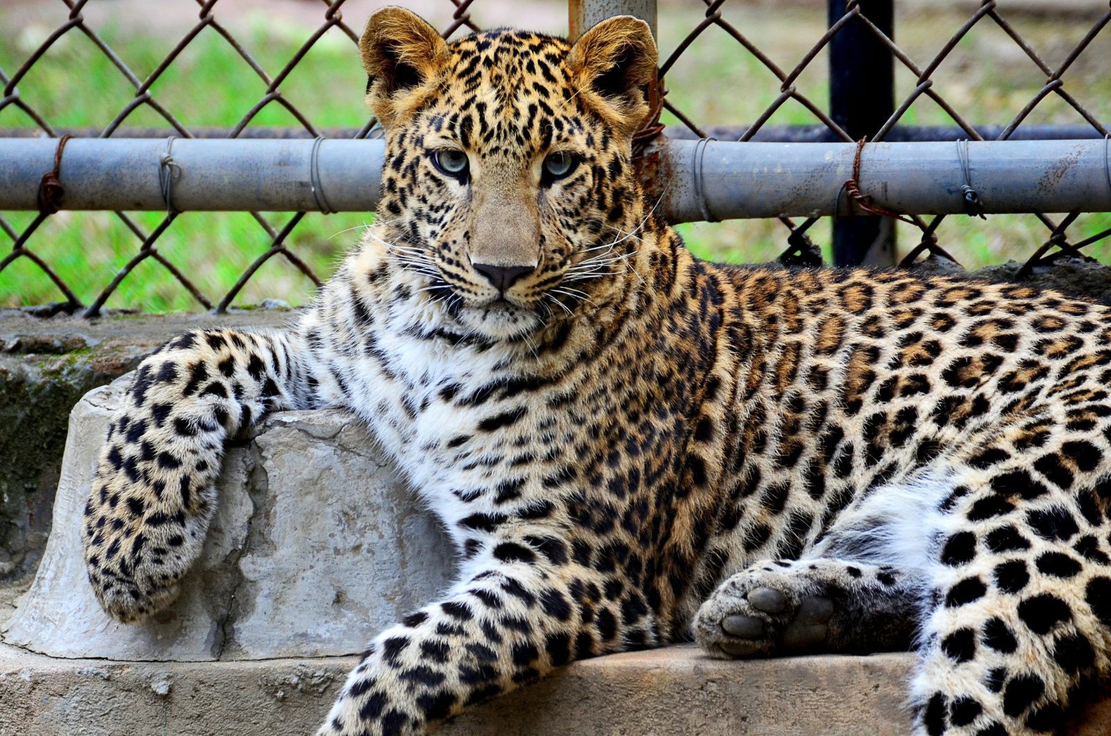 Wildlife Safari Adventure Amboseli with Kairi Travels