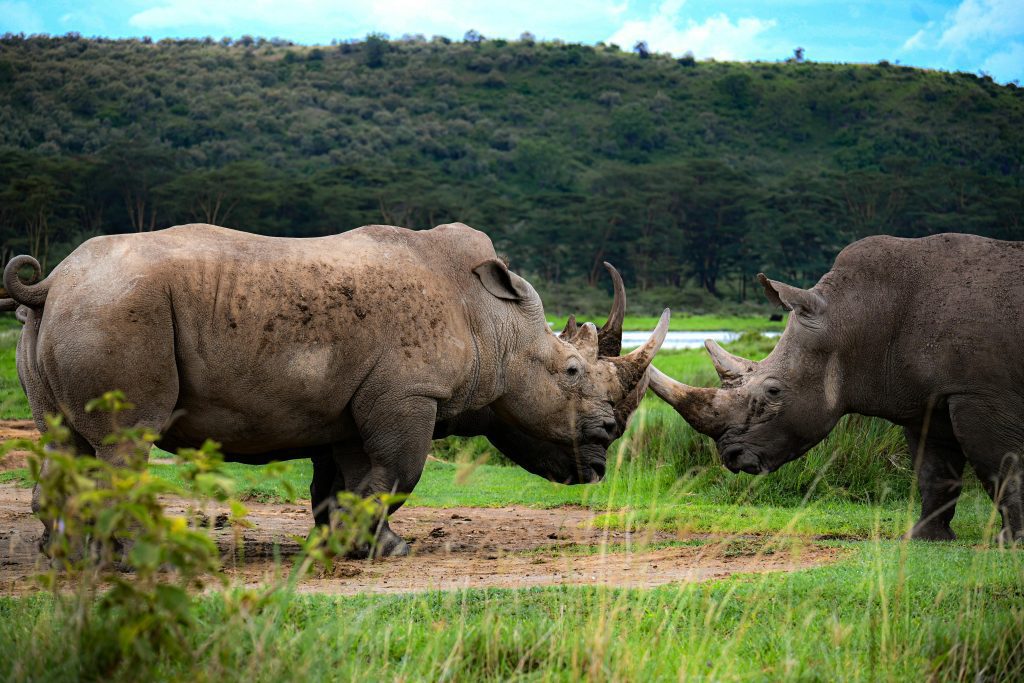 8 Day Mt Kilimanjaro Tour,Machame Route 3 Rhinos in the wild during the 8-Day Mt Kilimanjaro Tour Machame Route with the kairitravels