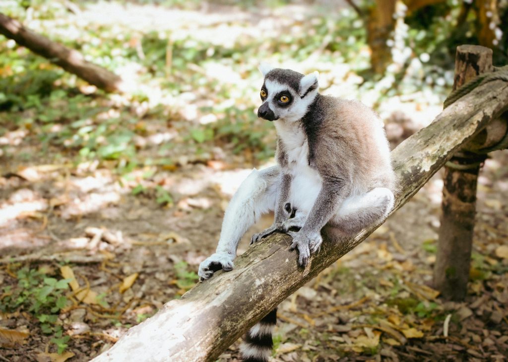 A monkey at the Conquer Mount Kenya – Hiking Adventure