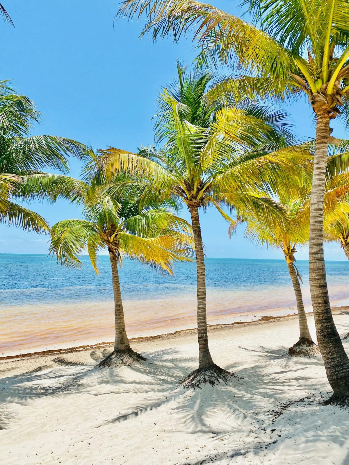 Diani Beach at the Mombasa and Coastal Beaches