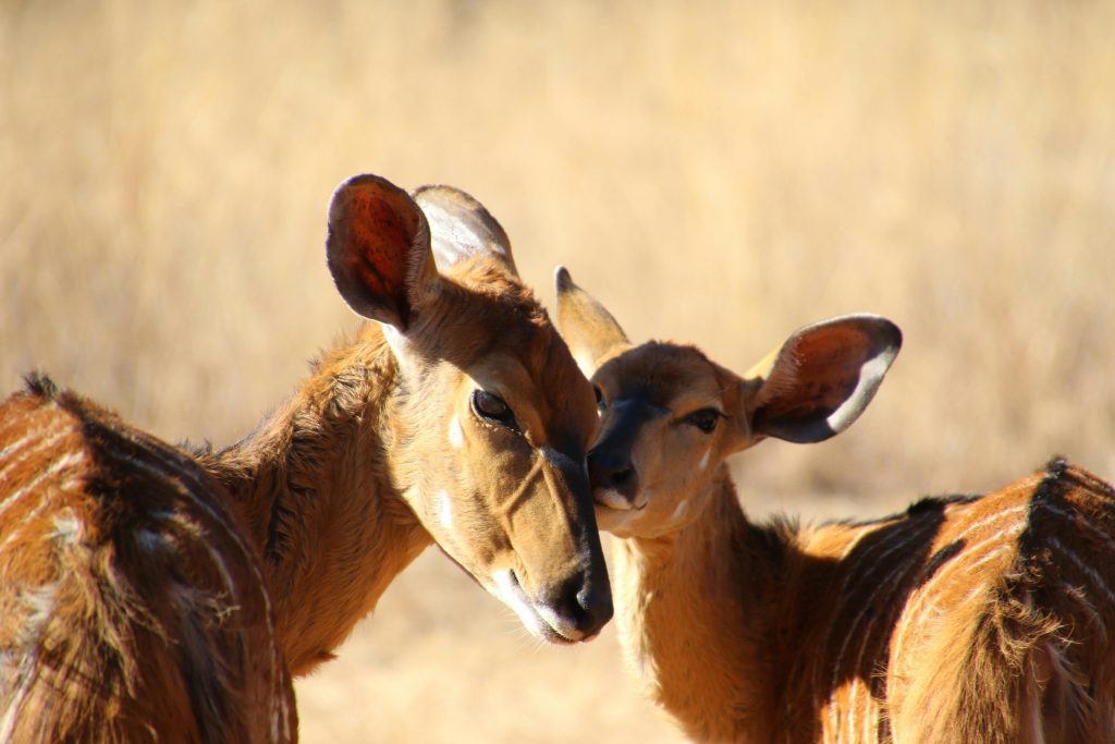 Wildlife Safari Adventure