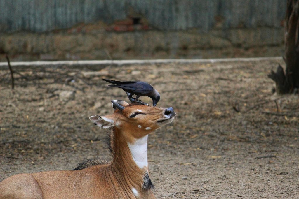 An Impala during the 5-Day Mt Kenya Climb Chogoria Route