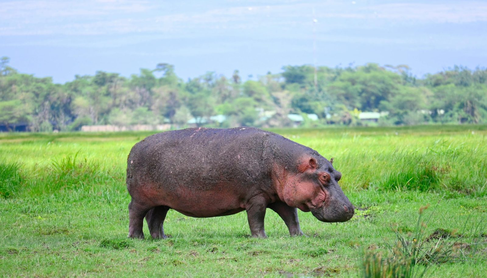 The Best 5-Days Samburu Masai Mara Ultimate Safari. 4 Wildlife Safari Adventure