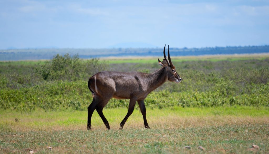 Wildlife Safari Adventure