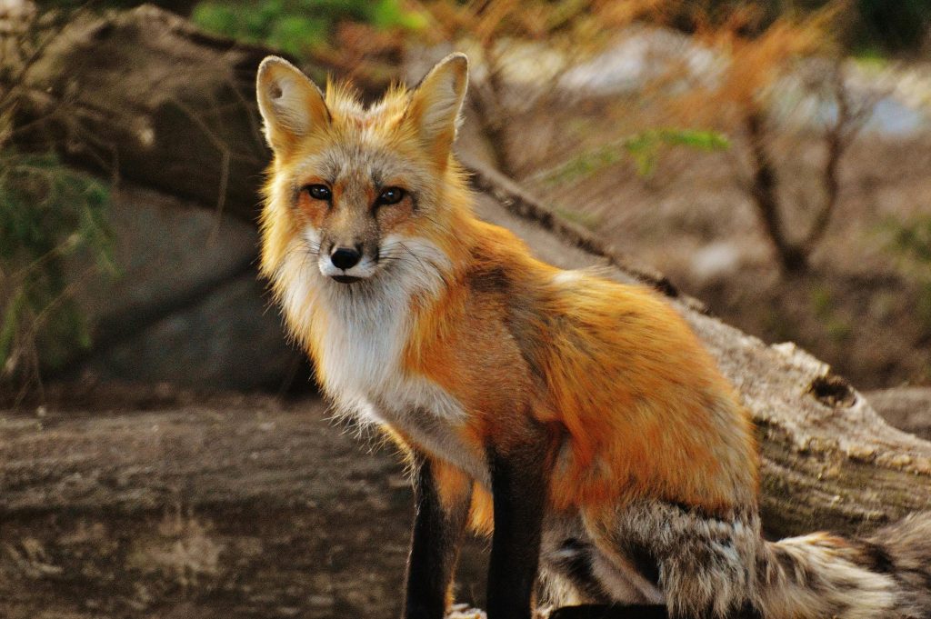 Fox in the wild