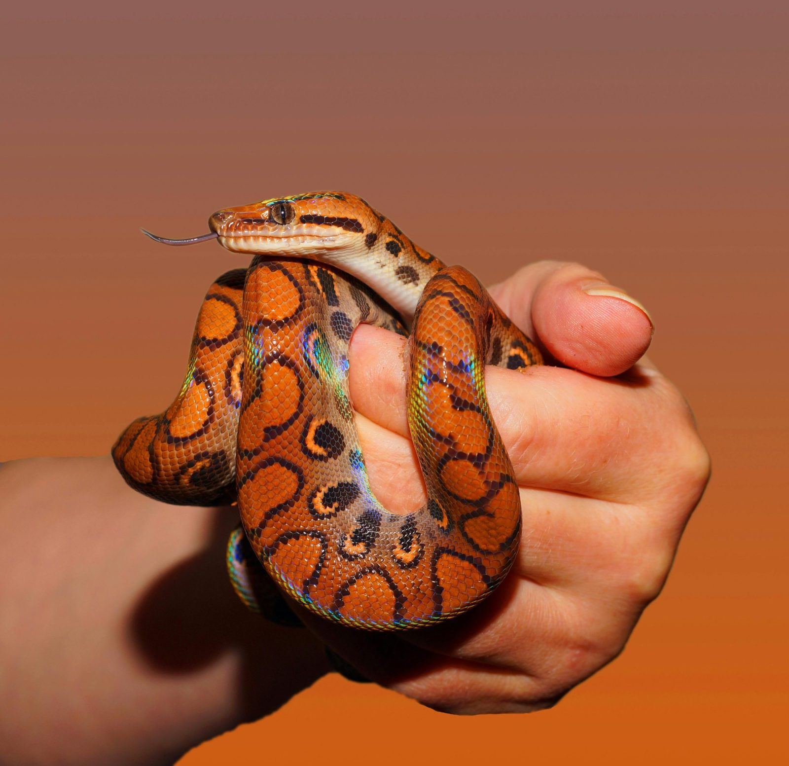 Maserani Snake Park