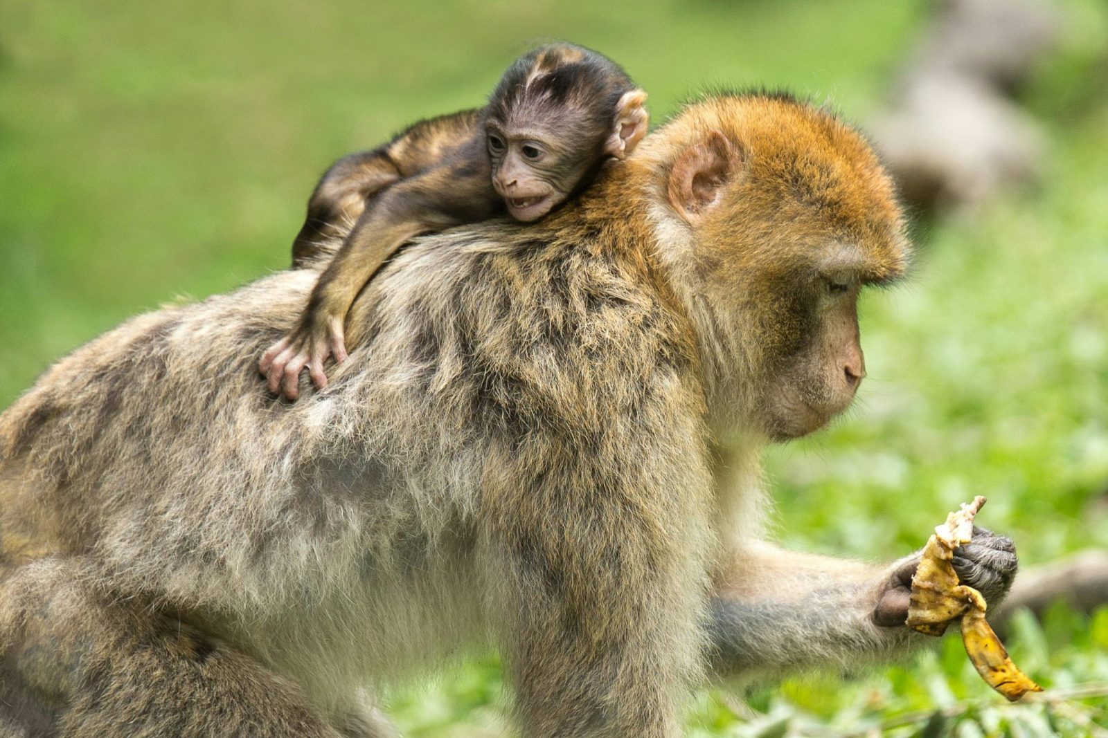 a monkey with a baby monkey on its back at the Wildlife Safari Adventure 