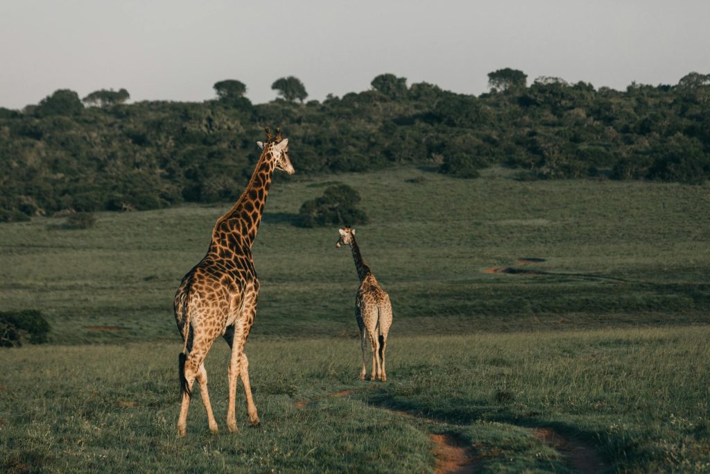 Wildlife Safari Adventure Dodoma with Kairi Travels