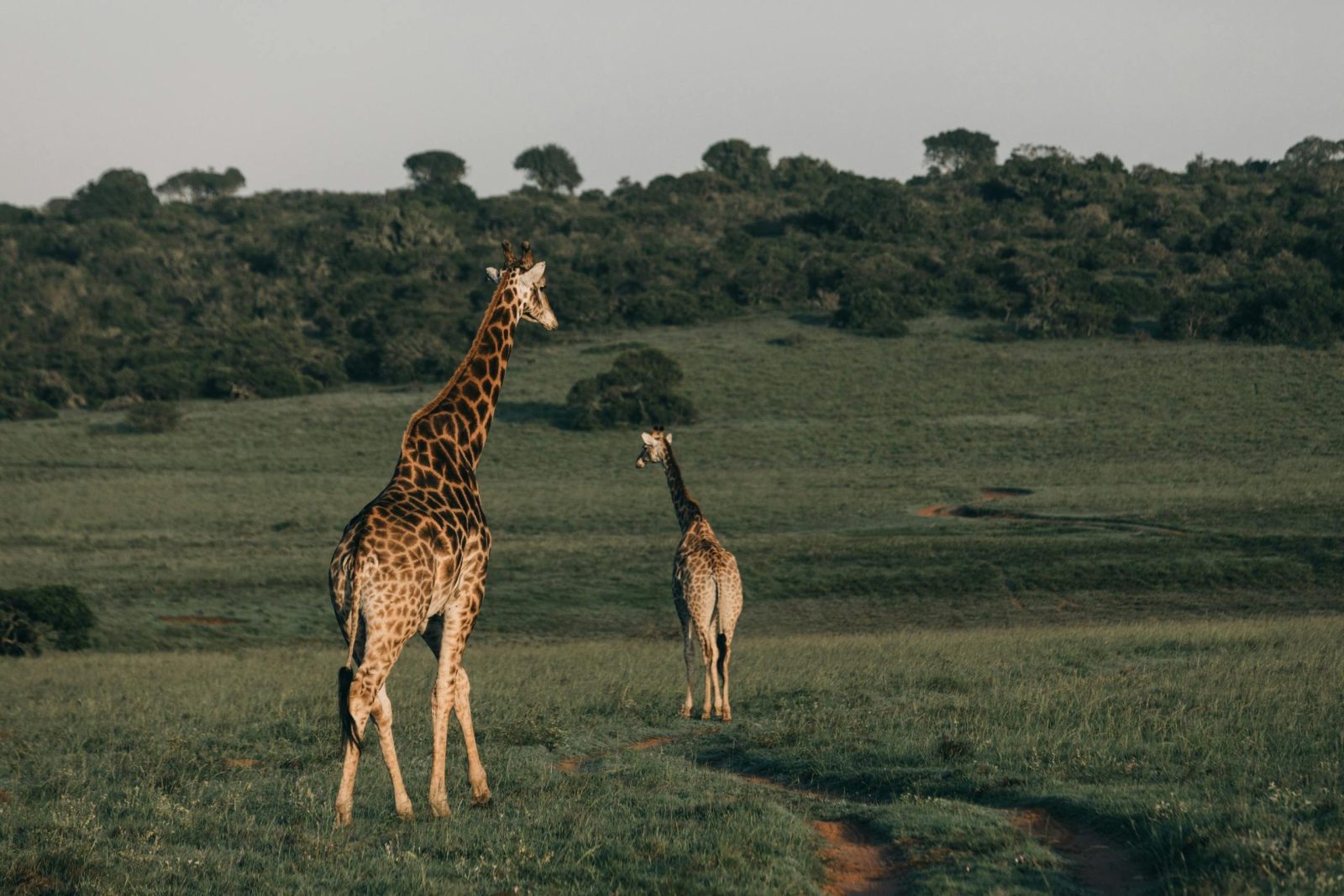 Wildlife Safari Adventure during the  3-Days Tsavo West and Amboseli Safari 
