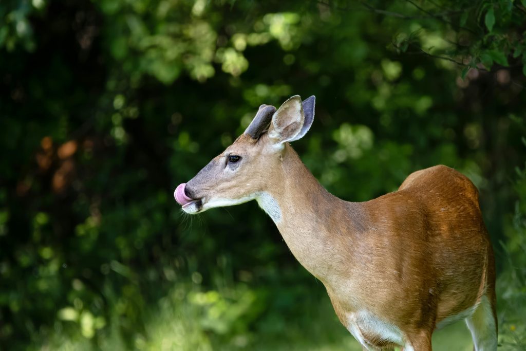 Impala captured at the Kenya Holidays