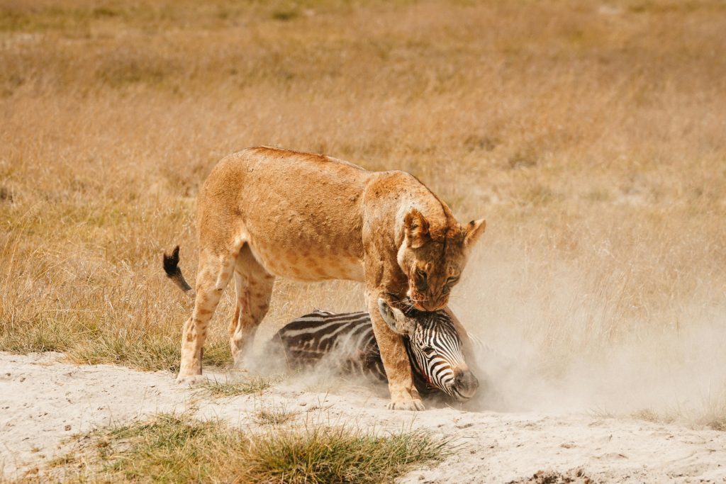 Best 5-Days Safari Tarangire Ngorongoro 2026 1 Wildlife Safari Adventure at the 5-Days Tarangire Ngorongoro Serengeti Safari