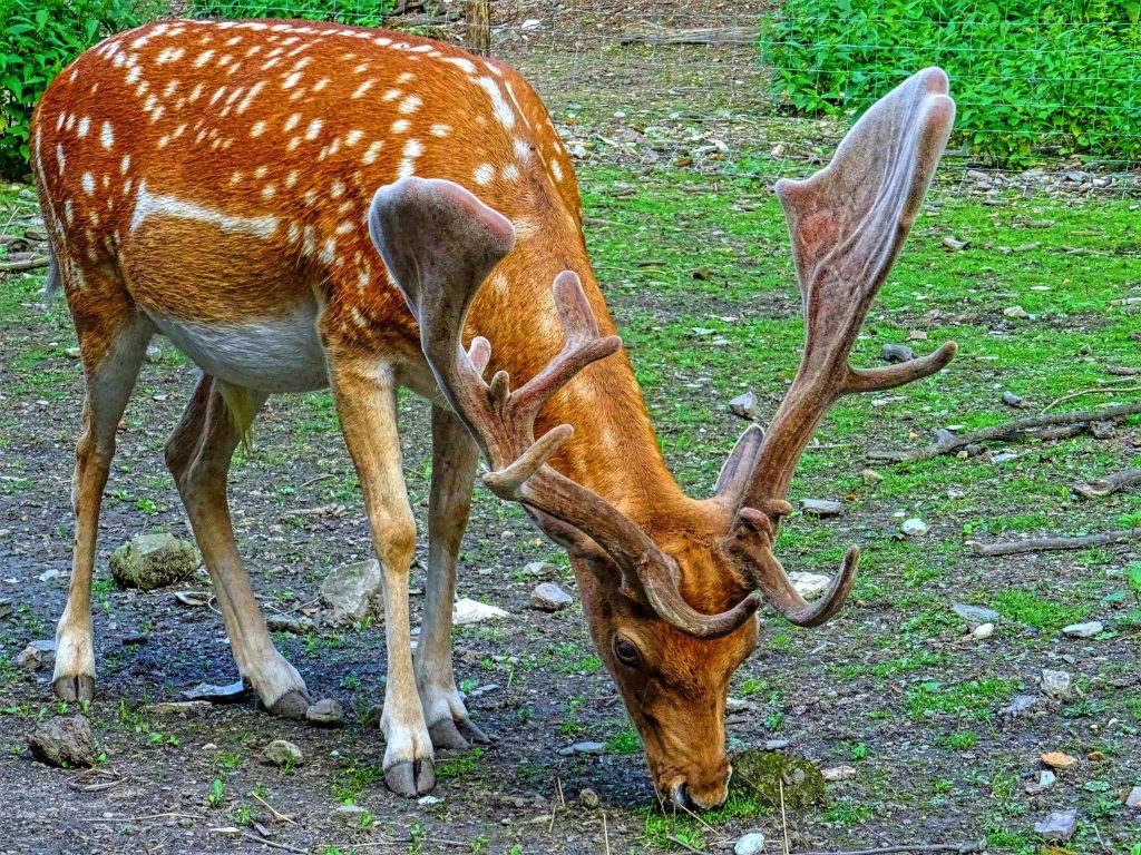 Deer in the wild